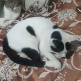 Picture of cat lost at El Mouradia