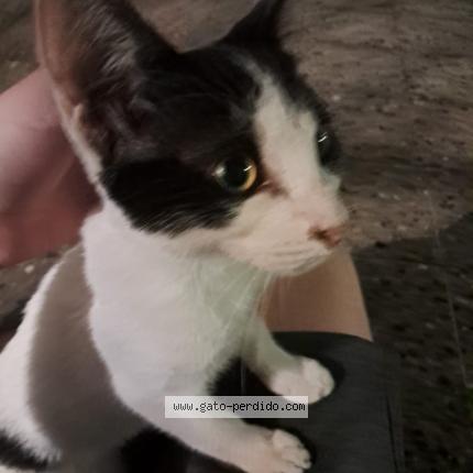 Photo 1/1 Found cat Found in Capital federal