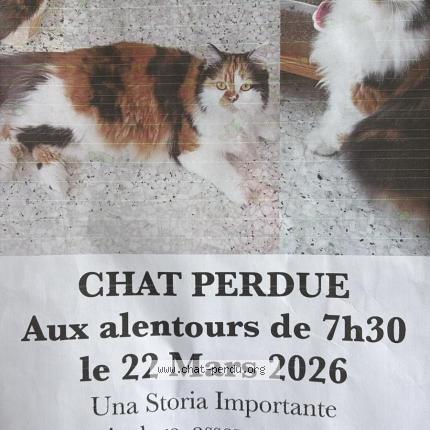 Photo 1/1 Cecile Laval Chat lost in Cap d ail