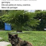 Picture of cat lost at Trilport