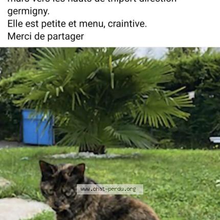 Photo 1/1 Shelby Chat lost in Trilport