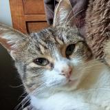 Picture of cat lost at Pontchateau