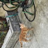 Picture of cat found at Morsang Sur Orge