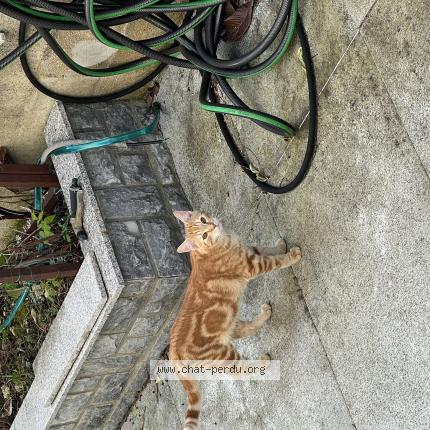 Photo 1/1 Found cat Found in Morsang sur orge