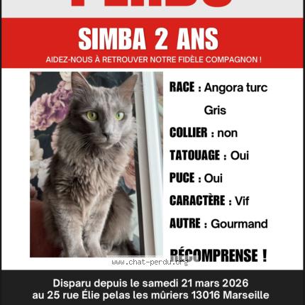 Photo 1/1 simba Chat lost in Marseille