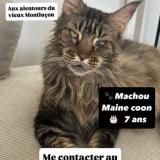 Picture of cat lost at Montlucon