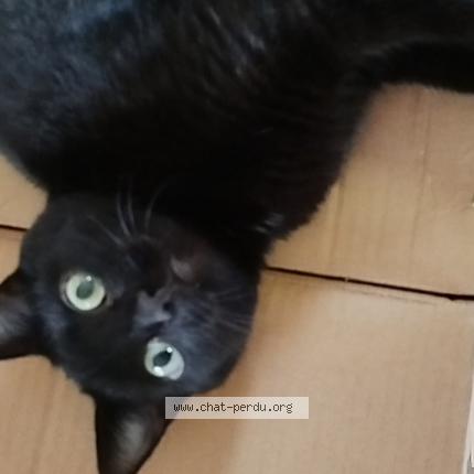 Photo 1/1 Olive Chat lost in Epiniac