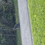 Picture of cat found at Roissy En Brie