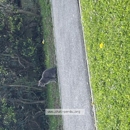 Photo 1/1 Found cat Found in Roissy en brie