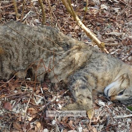 Photo 1/1 Found cat Found in Mesnil panneville