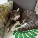 Picture of cat lost at Paillencourt