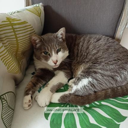 Photo 1/1 GRISOU Chat lost in Paillencourt