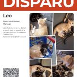 Picture of cat lost at Manage