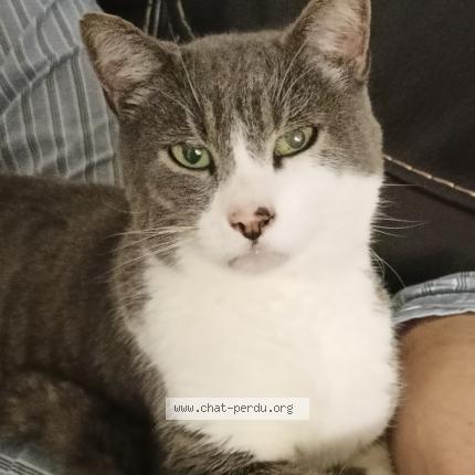 Photo 1/1 Grisou Chat lost in Paillencourt