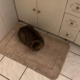 Picture of cat lost at Saint Cyprien