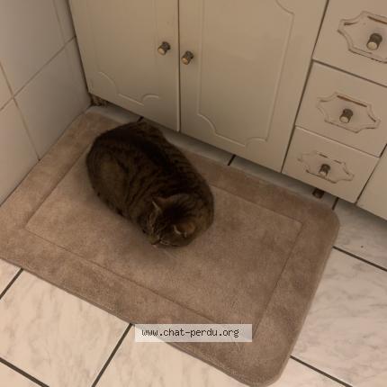 Photo 1/1 Minou Chat lost in Saint cyprien