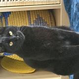 Picture of cat found at Valence