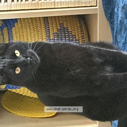 Photo 1/1 Found cat Found in Valence