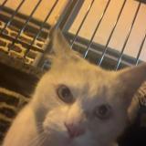 Picture of cat found at Rennes