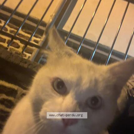 Photo 1/1 Found cat Found in Rennes