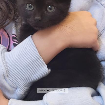 Photo 1/1 Loucha Chat lost in Plaisir