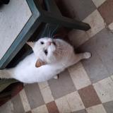 Picture of cat found at Brest