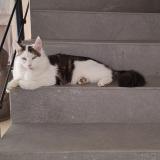 Picture of cat lost at Brindas