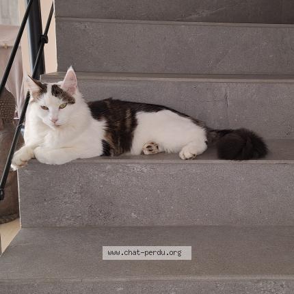 Photo 1/1 Tofu Chat lost in Brindas