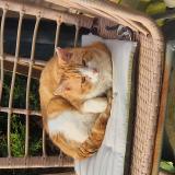 Picture of cat found at Chemaudin Et Vaux