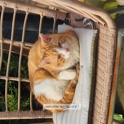 Photo 1/1 Found cat Found in Chemaudin et vaux