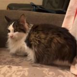 Picture of cat lost at Saintes