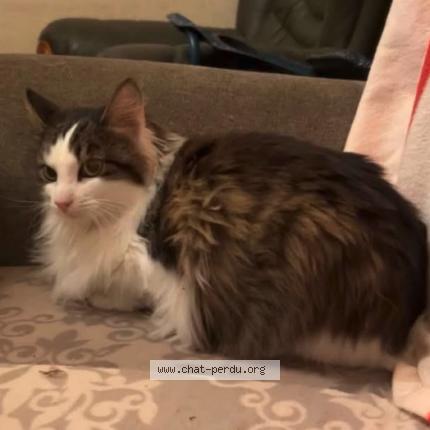 Photo 1/1 Bloome Chat lost in Saintes