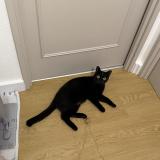 Picture of cat found at Nantes