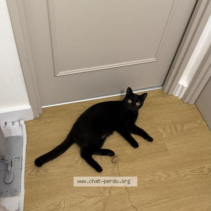 Photo 1/1 Found cat Found in Nantes