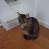 Picture of cat lost at Biarritz