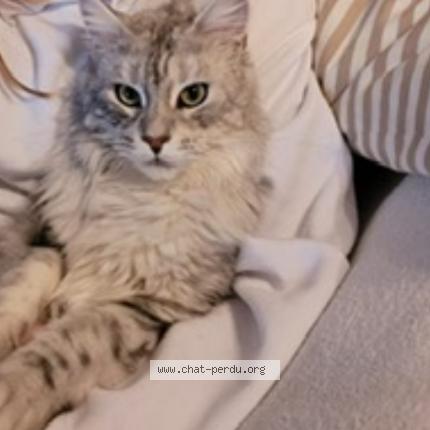 Photo 1/1 Belle Chat lost in La couronne martigues