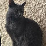 Picture of cat lost at Muret