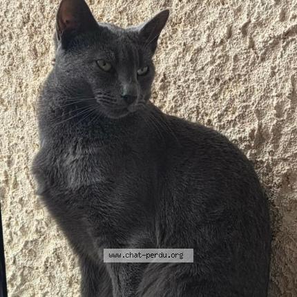 Photo 1/1 Windsor Chat lost in Muret