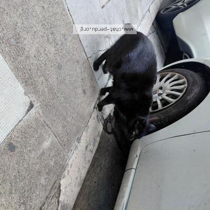 Photo 1/2 Found cat Found in Nice