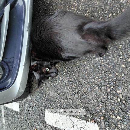 Photo 2/2 Found cat Found in Nice