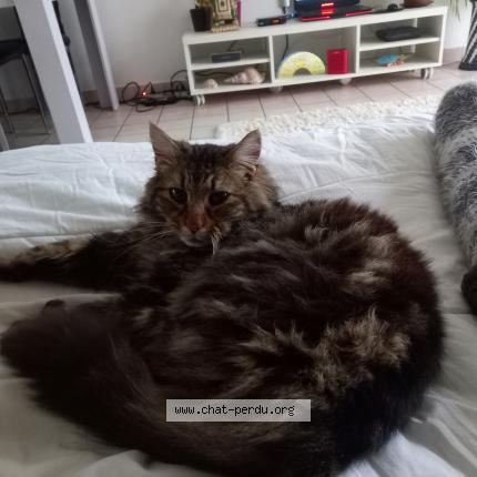 Photo 1/1 Found cat Found in Grand auverne