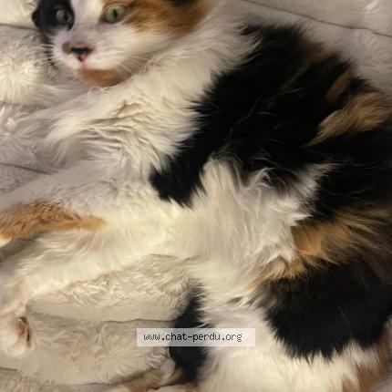 Photo 1/1 Masha Chat lost in Marseille