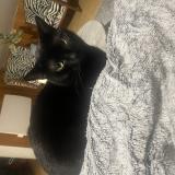 Picture of cat lost at Saint Laurent Du Pont