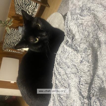 Photo 1/1 Ulysse Chat lost in Saint laurent du pont