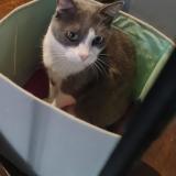 Picture of cat lost at Sainte Marie La Mer