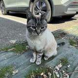 Picture of cat lost at Murianette