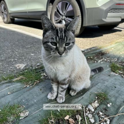 Photo 1/1 Sloggy dit Soso Chat lost in Murianette