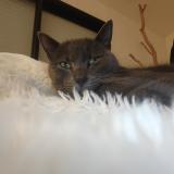 Picture of cat lost at Saulnieres