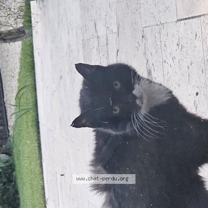 Photo 1/1 Found cat Found in Olivet