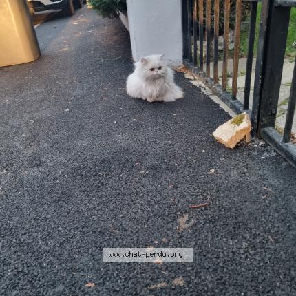 Photo 1/1 Found cat Found in Bondy